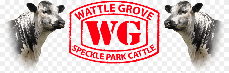 Wattle Grove Speckle Park Logo Graphic Design, Animal, Bull, Mammal, Angus Free Png Download