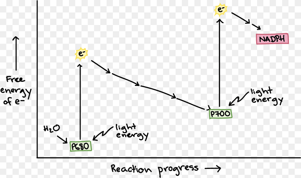 Wavelengths Of Light And Photosynthetic Pigments Light Dependent Reactions Free Png