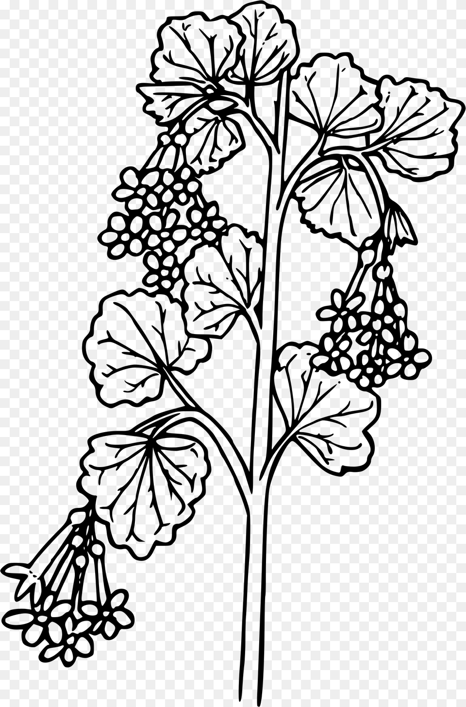 Wax Currant Clip Arts Wax Flower Line Drawings, Gray Free Transparent Png