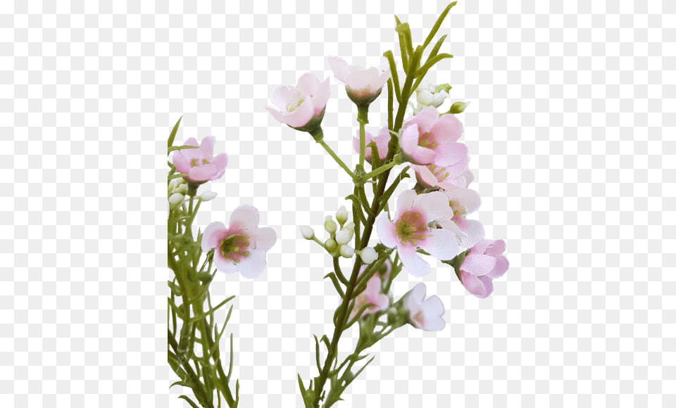Wax Flower Bouquet, Geranium, Petal, Plant, Anther Free Png Download