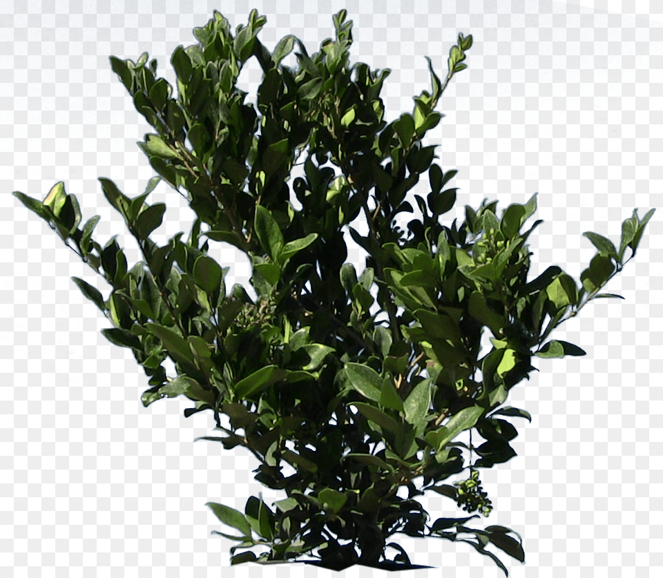 Wax Leaf Privet Bay Laurel, Plant, Potted Plant, Flower, Tree Free Transparent Png