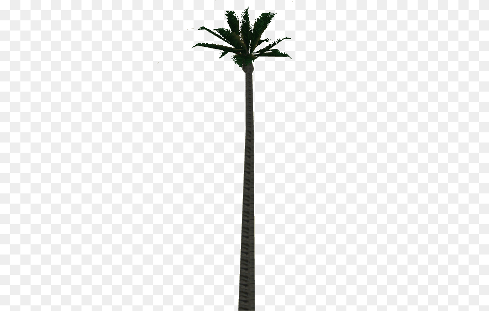 Wax Palm Tree Attalea Speciosa, Palm Tree, Plant, Cross, Symbol Png Image