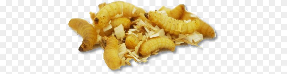 Wax Worms Bombyx Mori Free Png Download