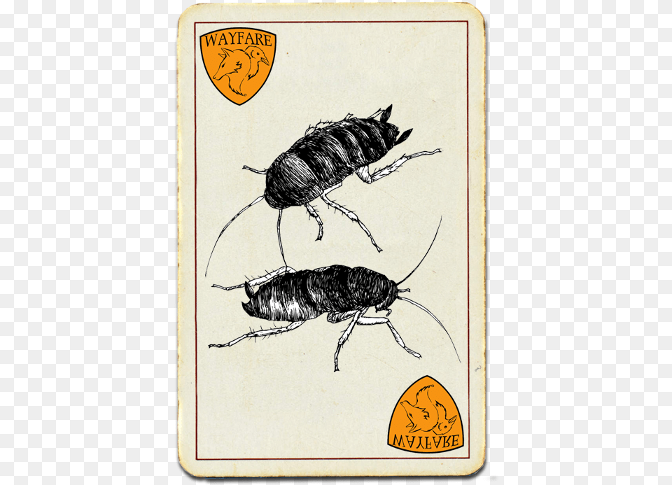 Wayfare Pest Solutions Most Wanted Madagascar Hissing Cockroach, Animal, Insect, Invertebrate Png Image