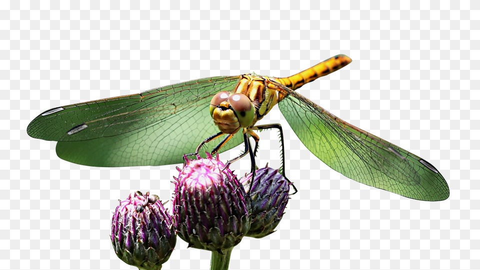 Wazka Clip, Animal, Insect, Invertebrate, Dragonfly Free Png Download