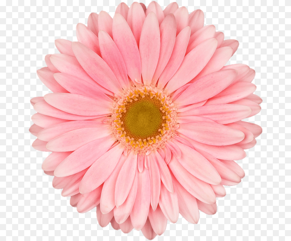 Wb Gerbera S Real Flower Clipart, Dahlia, Daisy, Petal, Plant Free Png