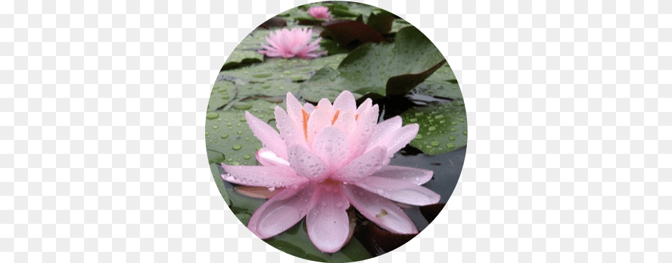 Wb Shaw Perennial Water Lily Sacred Lotus, Flower, Petal, Photography, Plant Png Image