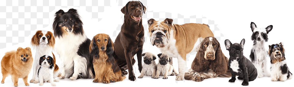We Accept All Breeds Group Of Dogs, Animal, Canine, Dog, Mammal Png Image