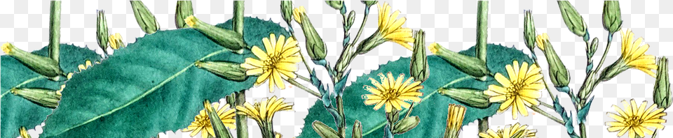 We Are A Worldwide Distributor Of Fine Quality Wild Gazania, Daisy, Flower, Herbal, Herbs Png