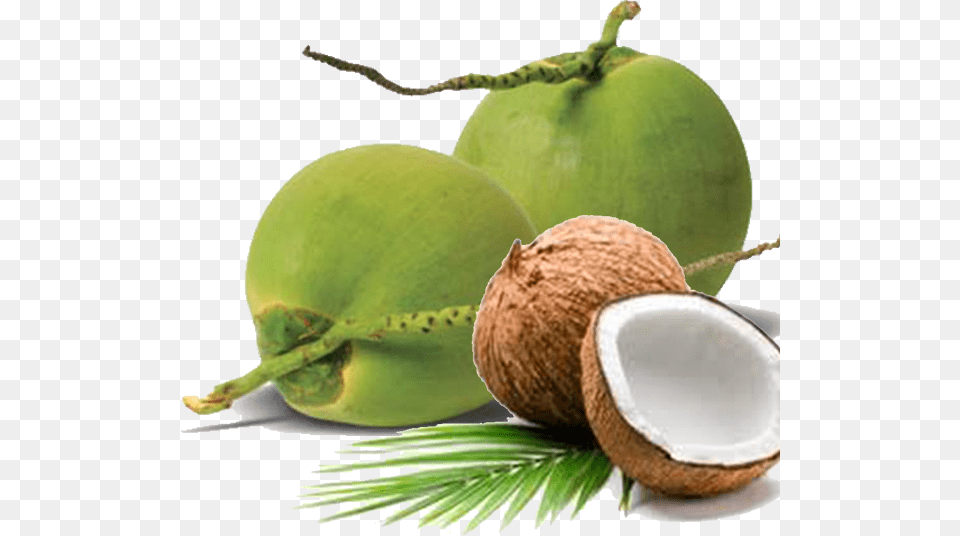 We Are Able To Ensure Stability In Our Supply Chain Tender Coconut, Food, Fruit, Plant, Produce Free Png