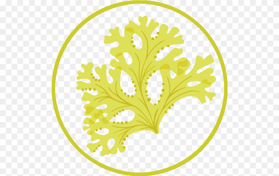 We Are Seaweed Stencil, Leaf, Plant, Pattern, Person Free Png Download