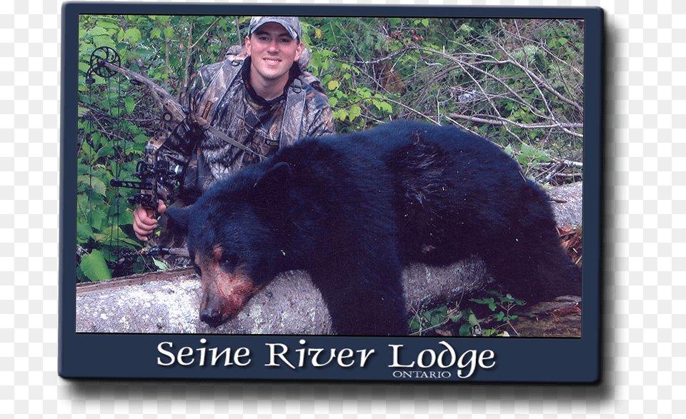We Average 70 Success Rate But Flirt With 100 Each American Black Bear, Animal, Mammal, Wildlife, Hunting Png Image
