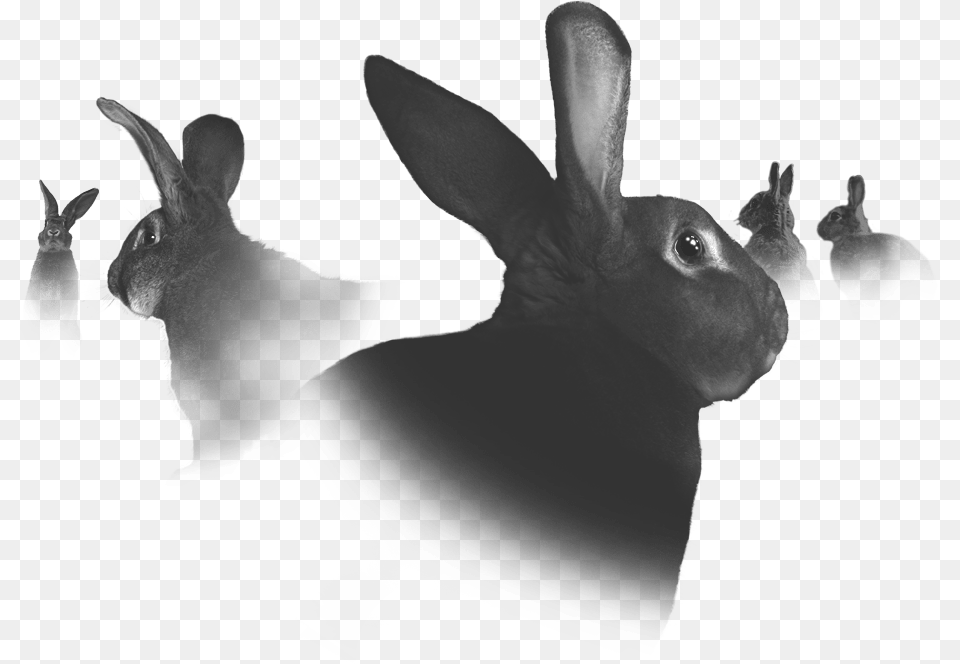 We Believe Their Challenging Spirits And Defying Attitudes Domestic Rabbit, Animal, Mammal, Kangaroo, Hare Free Transparent Png