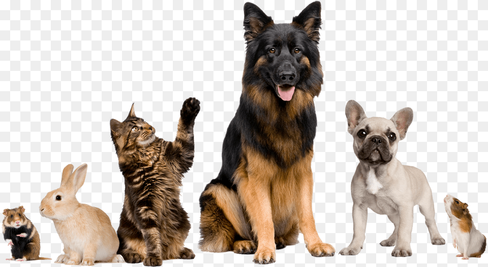 We Care For Many Kinds Of Animals Dog Walking And Pet Sitting, Animal, Mammal, Canine, Cat Free Png