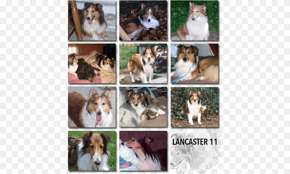 We Do Not Permit Adoptions Of Shelties As Gifts Rough Collie, Animal, Art, Canine, Collage Png Image