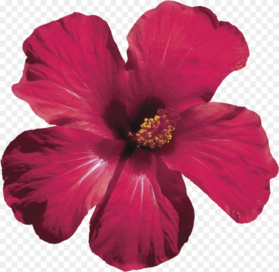 We Handcraft Each Floral Elixir With Hibiscus Flower Plant, Pollen Free Transparent Png