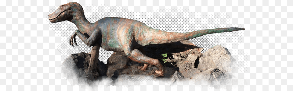 We Have Inventory And Activities Perfect For People Lesothosaurus, Animal, Dinosaur, Reptile, T-rex Free Transparent Png