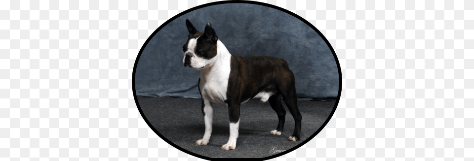 We Held Jagger Back To Mature Until He Was 14 Months Boston Terrier, Animal, Bulldog, Canine, Dog Free Transparent Png