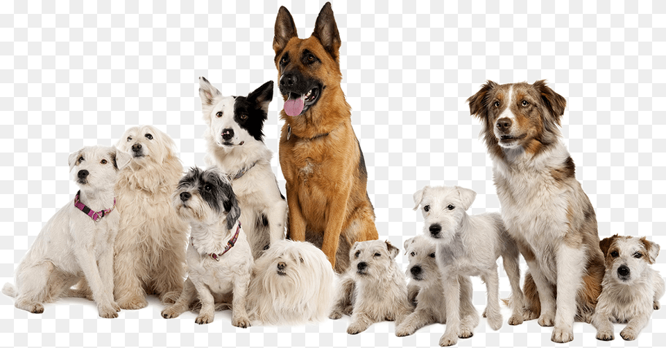 We Help You Become The Companion Your Dog Needs You German Shepherd Border Collie Parson Russell Terrier, Animal, Canine, Mammal, Pet Free Png