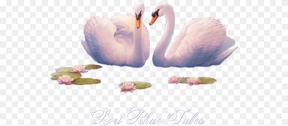 We Invite You To Surf Through All The Pages And Snag Water Bird, Animal, Beak, Swan Free Png