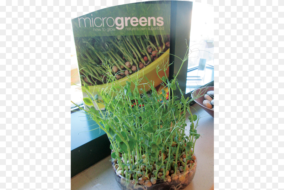 We Made A Planning Web Or In This Case A Planning Grow Microgreens Quick Easy Ways Ods, Herbal, Herbs, Plant, Food Free Png