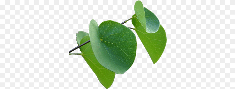 We Make Transparent Background Images Leaf On Clear Background, Plant, Flower, Tree, Vine Png