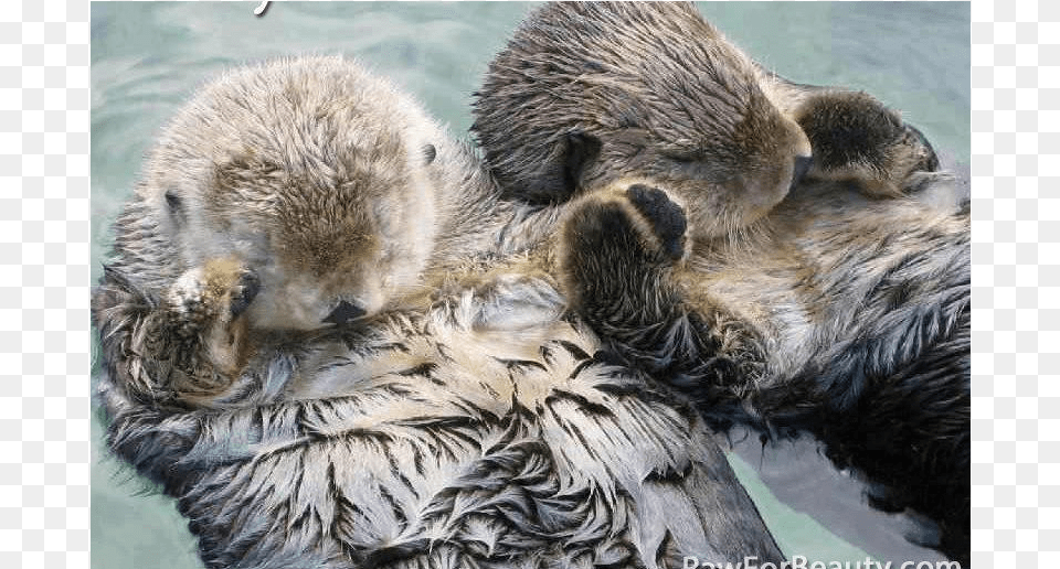 We Otter Hold Each Others Hands Beaver Sleeping Holding Hands, Animal, Mammal, Wildlife, Rat Free Png