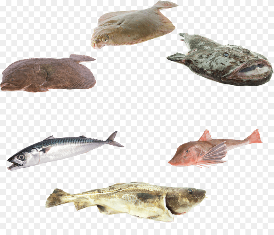 We Process Almost All Species Of North Sea Fish In House Noordzee Vis, Animal, Sea Life Free Png Download