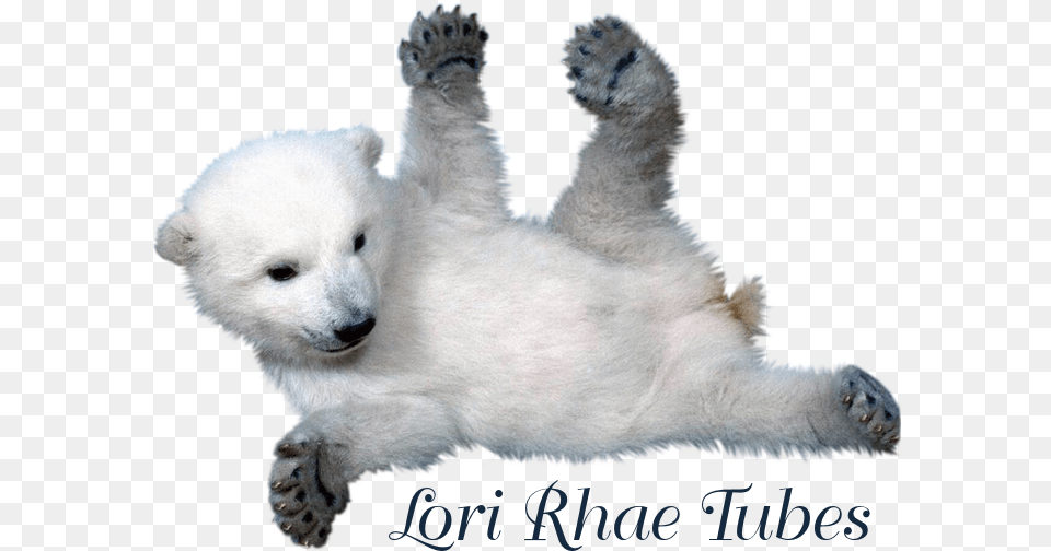 We Remind You That These Tubes Were Made For Educational Pbp Custom Cute Baby Polar Bear 20x30 Inch Twin Sides, Animal, Mammal, Wildlife, Polar Bear Png Image
