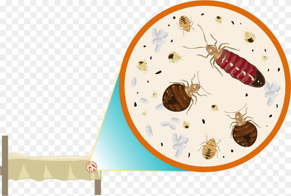We Specialize In The Removal Of Bed Bugs Vector Bed Bugs Room, Animal, Insect, Invertebrate Png Image