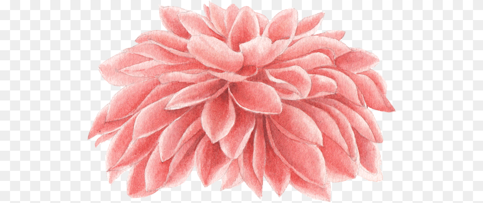 We Studio Dribbble Chrysanthemum Watercolor, Dahlia, Flower, Petal, Plant Free Png