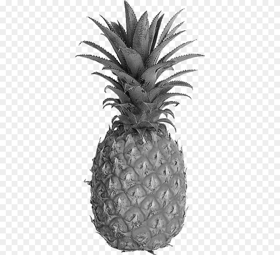 We Want To Make You Healthy Using Only The Best Ingredients Tessellation In Our Daily Life, Food, Fruit, Pineapple, Plant Free Png