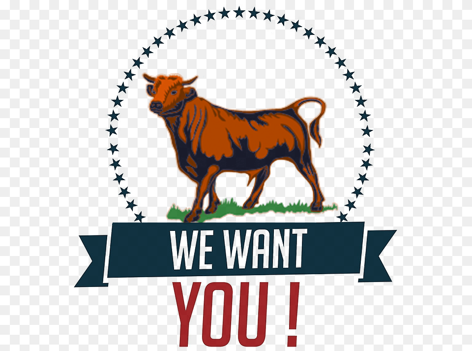 We Want You Bull Uncle Sam You Too, Animal, Cattle, Cow, Livestock Png Image