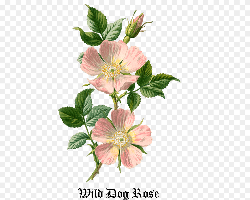 We Were Able To Lift Each Other Up Whenever One Of Dog Rose, Anemone, Flower, Plant, Anther Free Png