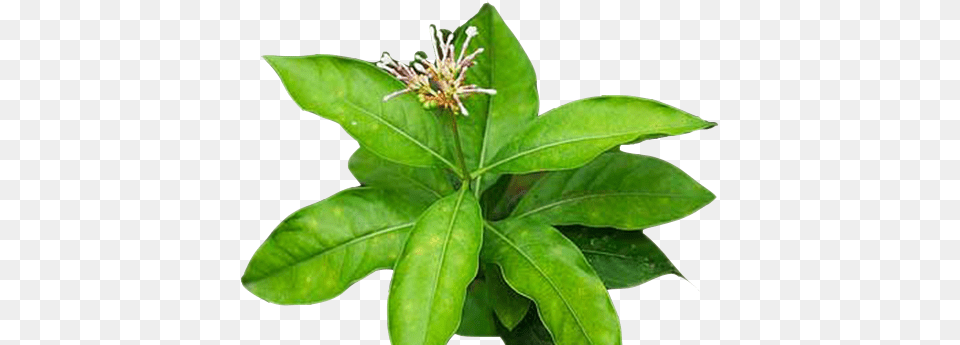 We Will Glide Through Sarpagandha Leaves, Herbal, Herbs, Leaf, Plant Png Image