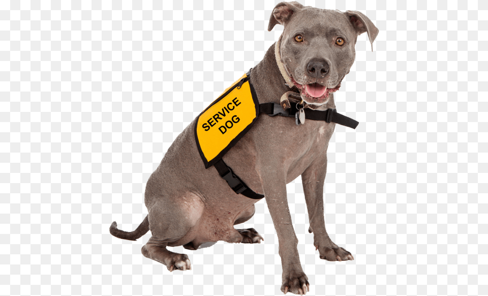 We Work With Any Dog Any Age To Help Them Become An Service Dog, Animal, Canine, Mammal, Pet Png