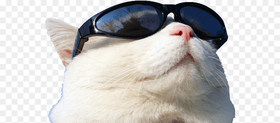 Wearing Cat Github Sunglasses Sunscreen Transparent Cat Wearing Sunglasses, Accessories, Glasses, Angora, Animal Free Png Download
