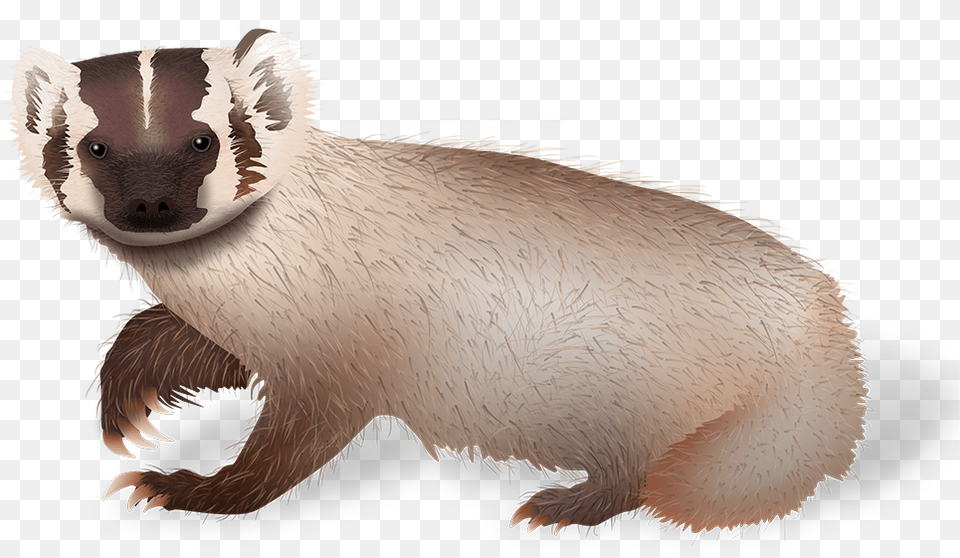 Weasel Image Weasel, Animal, Mammal, Wildlife, Badger Free Png Download