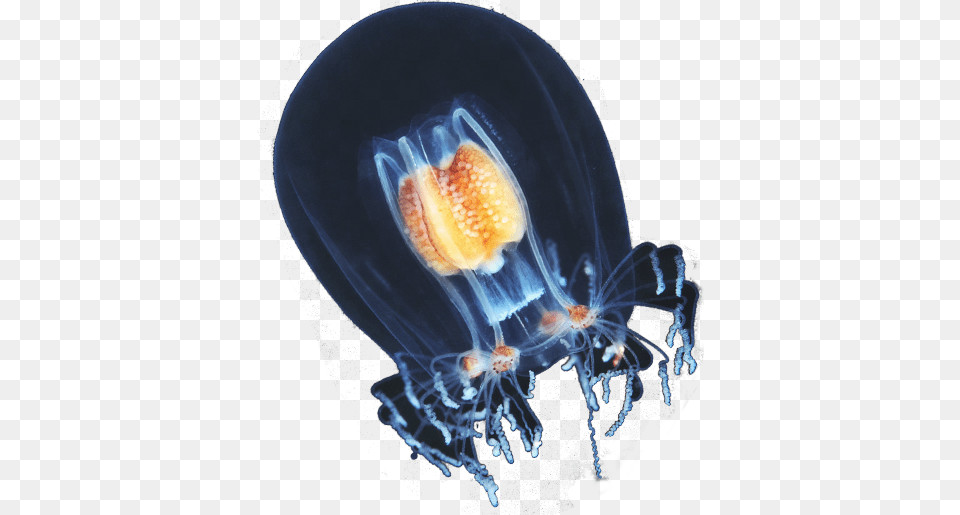 Web Design, Animal, Sea Life, Invertebrate, Jellyfish Free Transparent Png