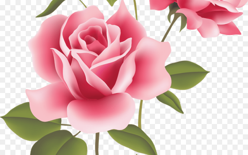 Web Design Amp Development Pink Roses Clip Art And Floral Rose Flower, Plant, Petal Free Png