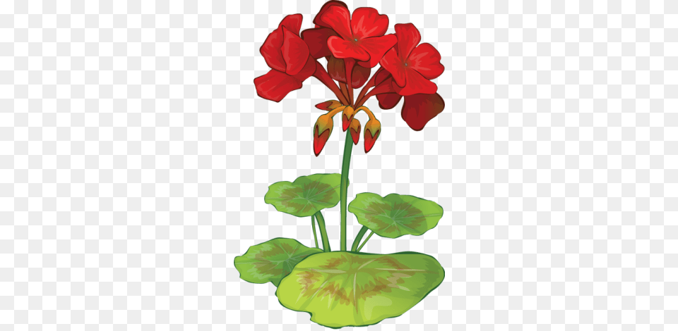 Web Design Development In Red Geranium Cottage, Flower, Plant, Rose, Petal Png