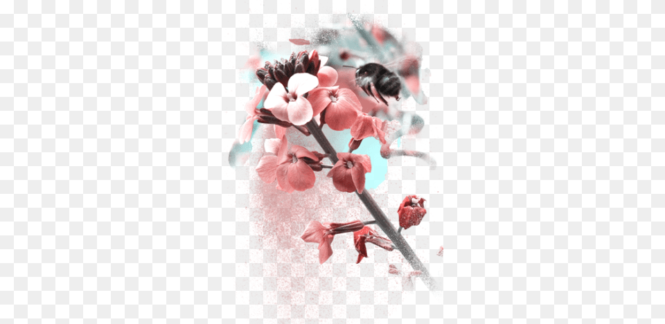 Web Design0 Cherry Blossom, Animal, Petal, Invertebrate, Insect Free Png Download