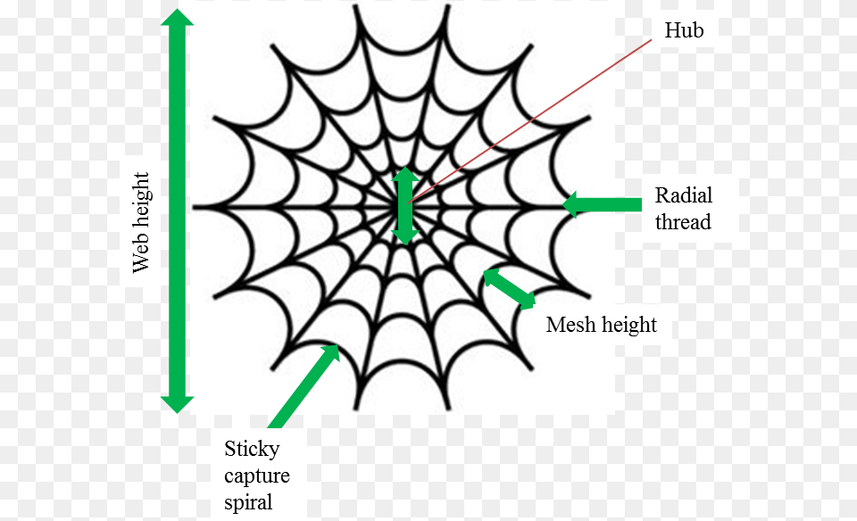 Web Diagram Spider Man Logo Vector, Spider Web Free Png Download
