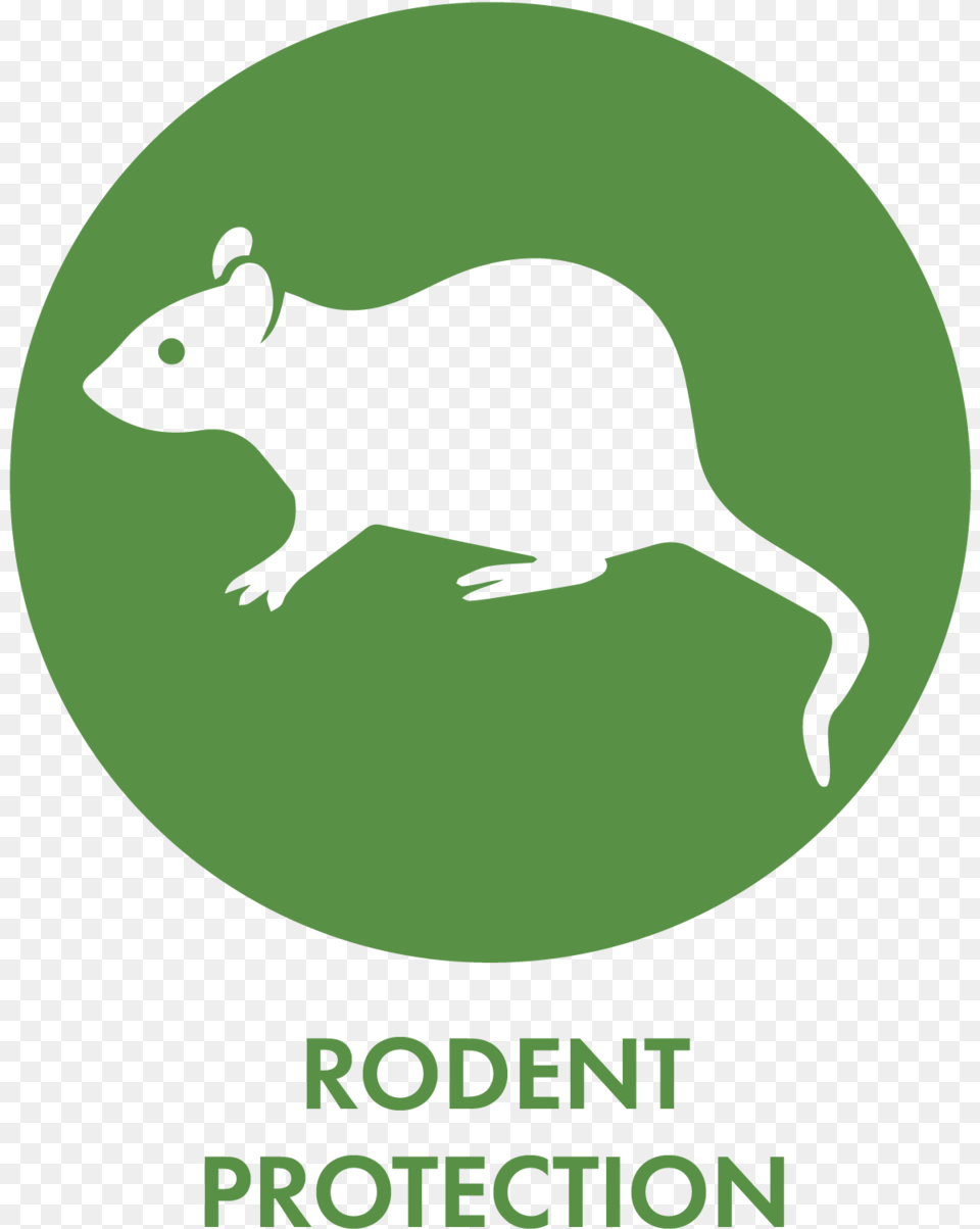 Web Icons Precise Rodent Protection Fire Protection, Animal, Mammal, Rat Free Png