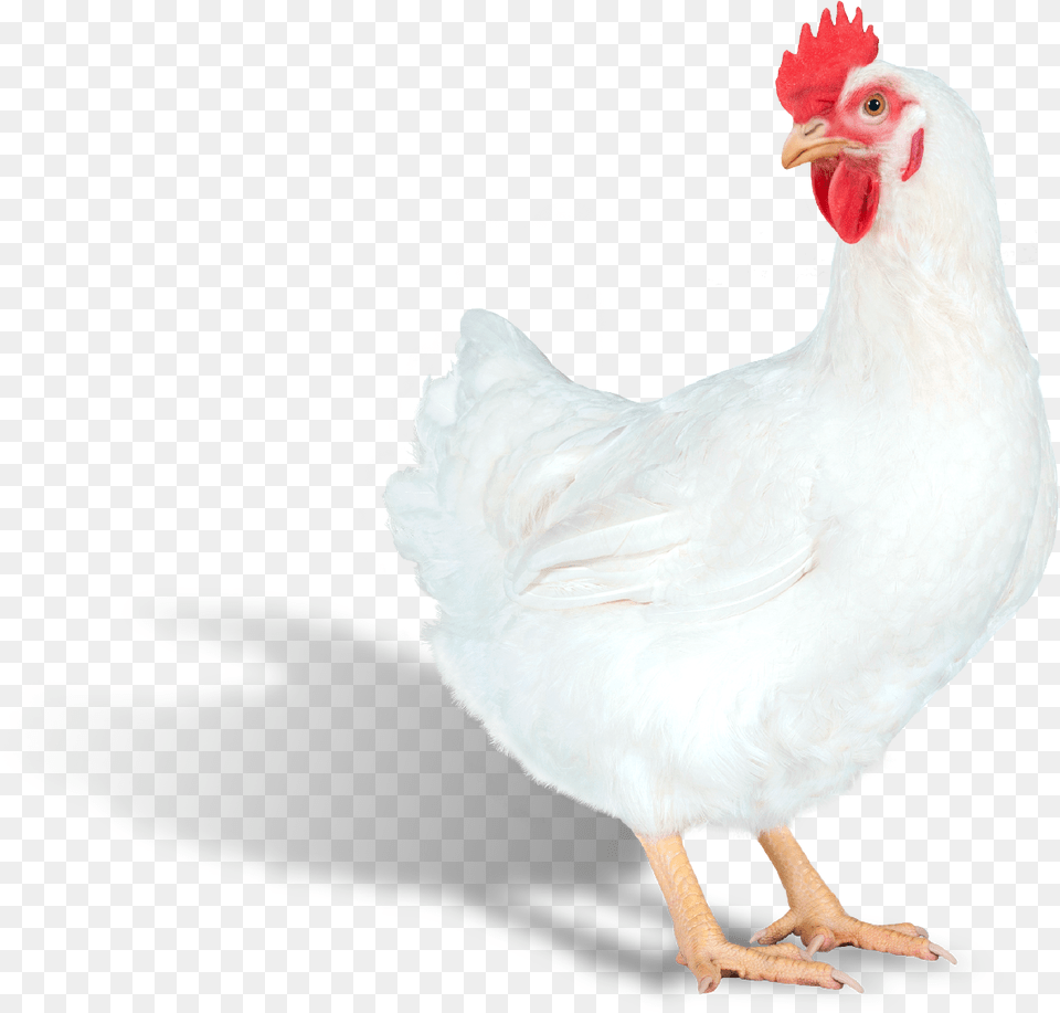 Web Png24 Ps Efficiency Plus Right Rooster, Animal, Bird, Chicken, Fowl Free Png