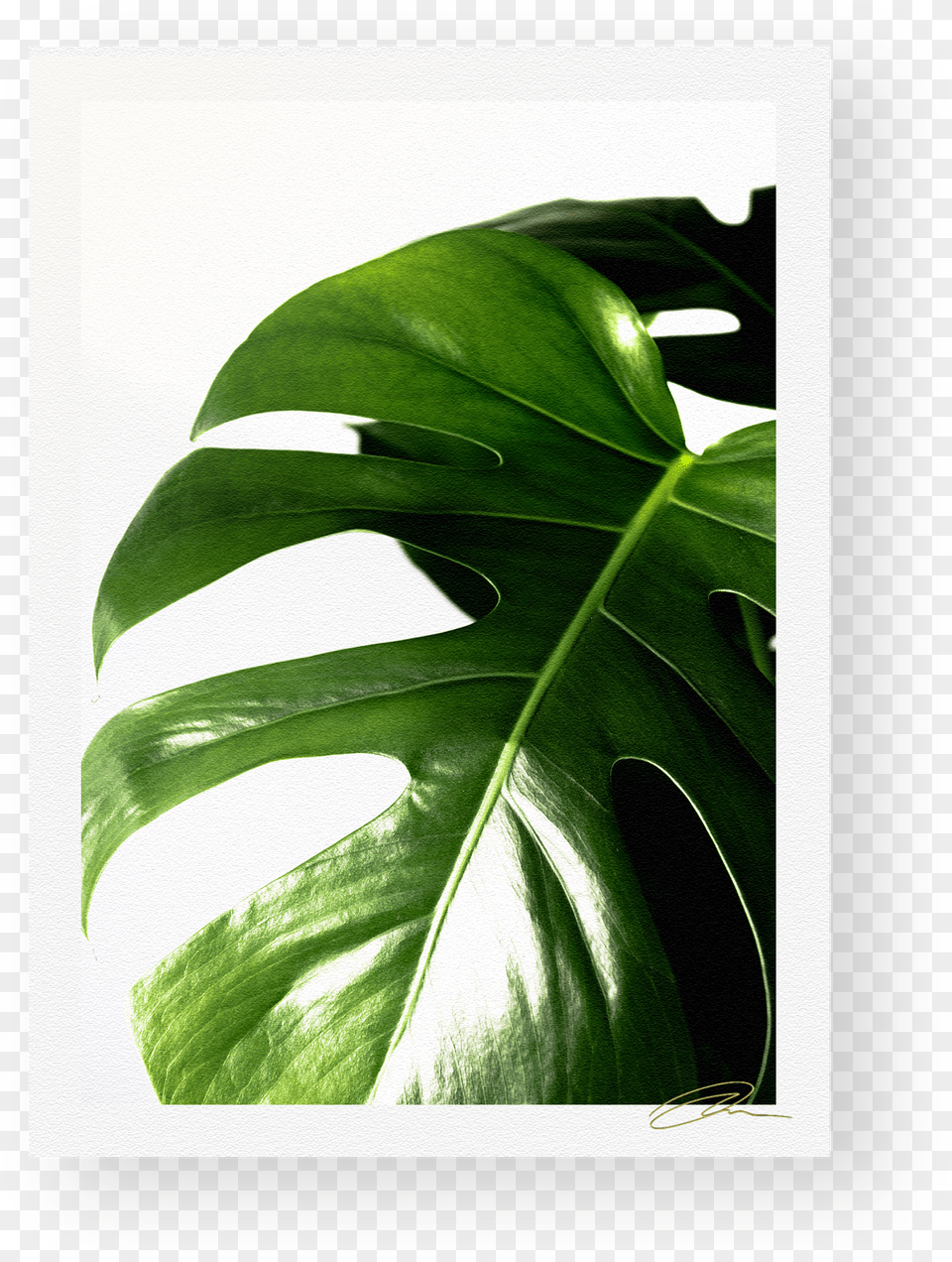 Web Template, Leaf, Plant, Flower Free Png