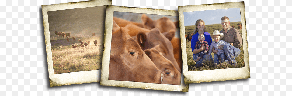Weber Land And Cattle Working Animal, Collage, Art, Person, Boy Png Image