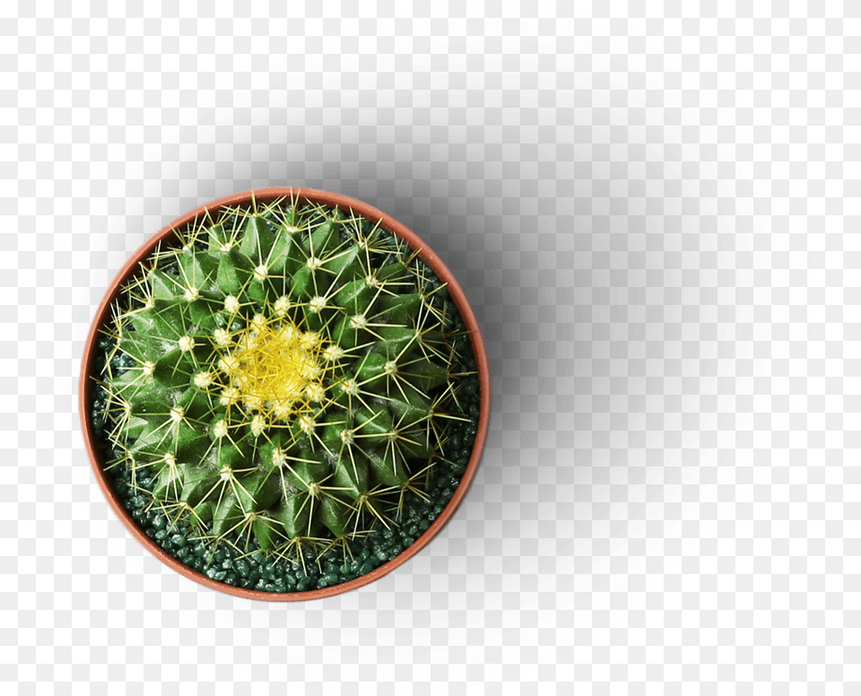 Weberocereus, Plant, Cactus Free Png