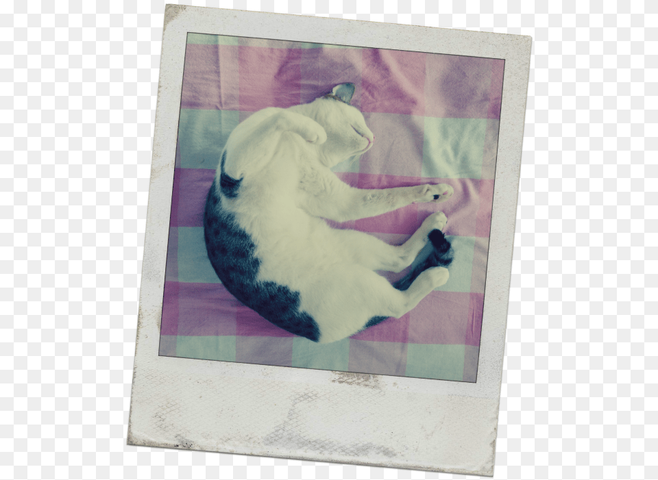 Webinar Snooze Picture Frame, Person, Sleeping, Animal, Cat Free Png