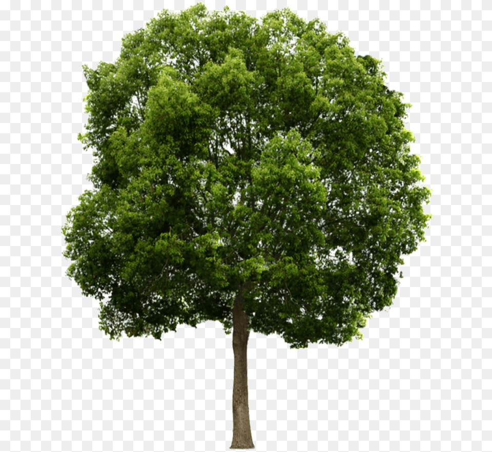 Website, Maple, Oak, Plant, Sycamore Png Image